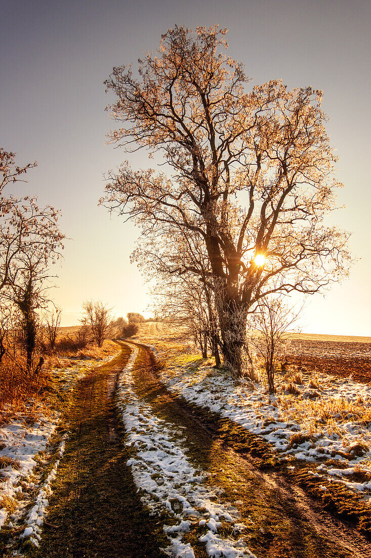 Weg, Pfad, Feldweg, Feld, Winter, Sonnenuntergang, Goldene Stunde, Brumby, Sachsen-Anhalt, Deutschland, Europa