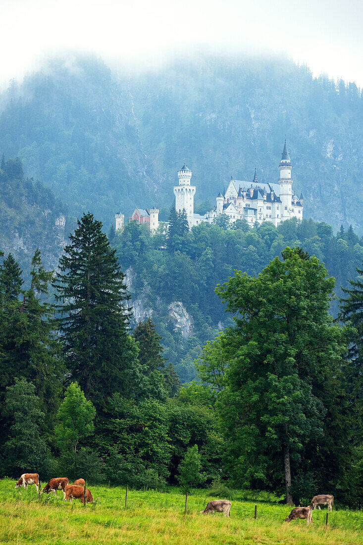  castle, palace, fairytale castle, fog, mountains, Neuschwanstein, Schwangau, Bavaria, Germany, Europe 