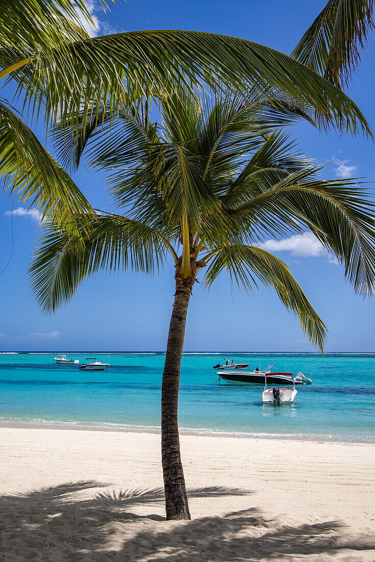 Kokospalme am Strand mit Ausflugsbooten in der Lagune, Le Morne, Rivière Noire, Insel Mauritius, Indischer Ozean