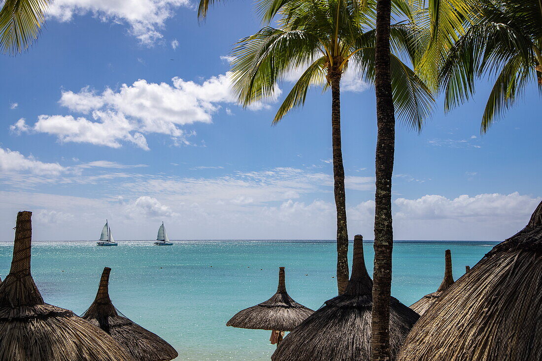  Thatched umbrellas on the beach with coconut trees at Royal Palms Beachcomber Luxury (Beachcomber Resorts) and catamaran sailboats in the distance, Grand Baie, Rivière du Rempart, Mauritius, Indian Ocean 