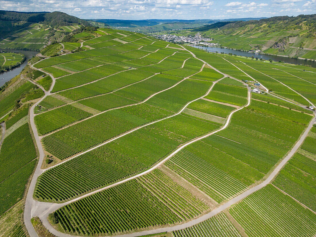 Luftaufnahme der Weinberge entlang der Mosel, Minheim, Rheinland-Pfalz, Deutschland, Europa