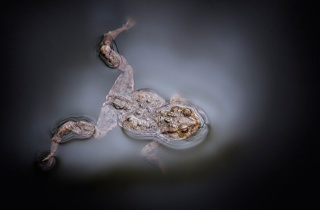  Common toad swimming in a pond, Bavaria, Germany 