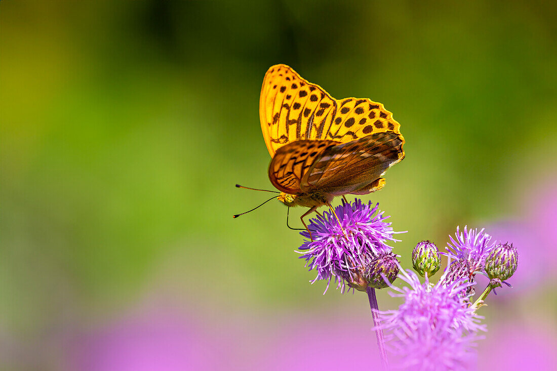 Schmetterling, Kaisermantel an einer Kratzdistel, Bayern, Deutschland