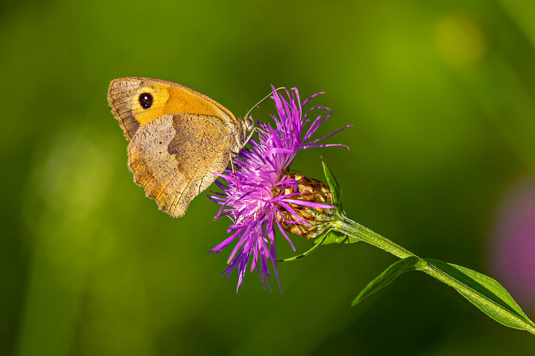 Schmetterling, Großes Ochsenauge an einer Kratzdistel, Bayern, Deutschland