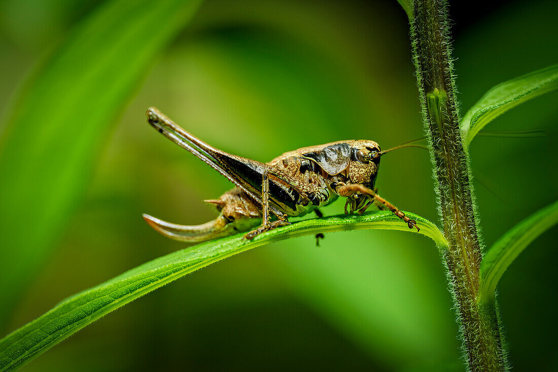  Common bush cricket in summer forest, Bavaria, Germany 