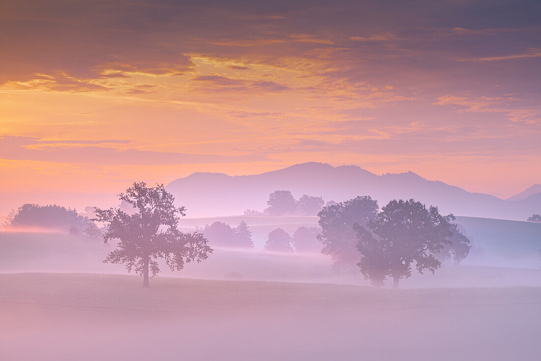  Early autumn - foggy morning in the Alpine foothills, Bavaria, Germany 