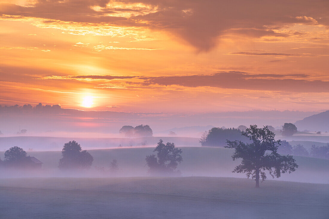 Frühherbst, Nebelmorgen im Alpenvorland, Bayern, Deutschland