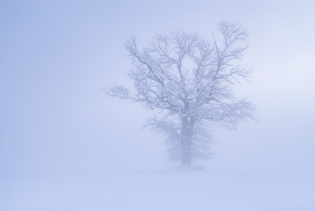  Old oak tree on a winter morning, Kochel am See, Bavaria, Germany, Europe 