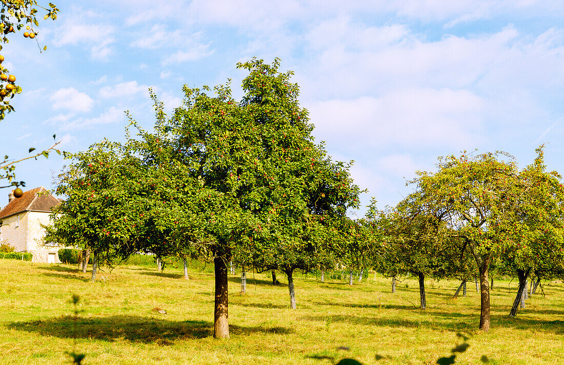  Apple trees on the Route du Cidre near Cambremer in the Pays d&#39;Auge in the Calvados department in the Normandy region of France 