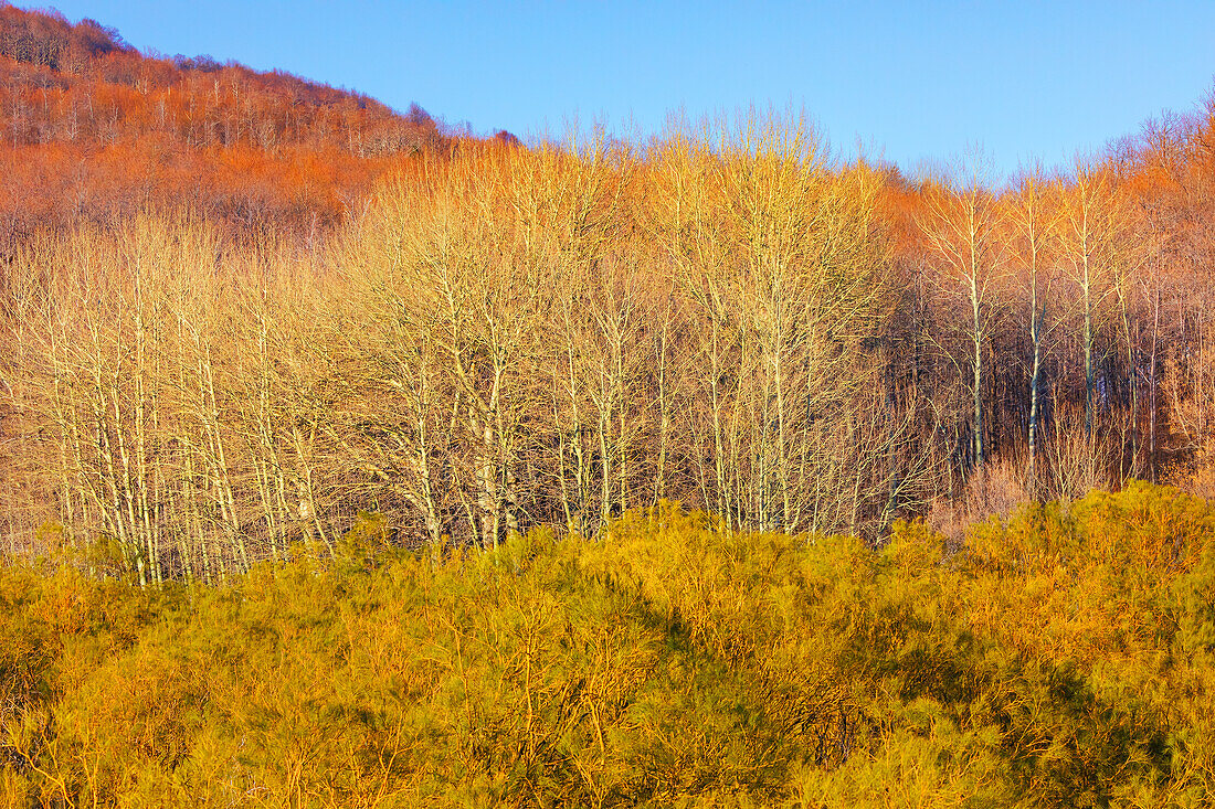  Wald des Ätna-Nationalparks, Ätna, Sizilien, Italien 