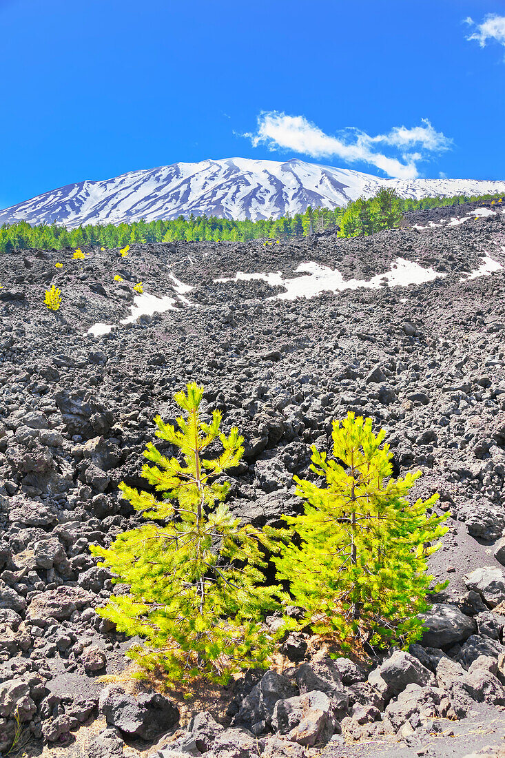  Blick auf Lavafelder und schneebedeckte Gipfel in der Ferne, Ätna, Sizilien, Italien 