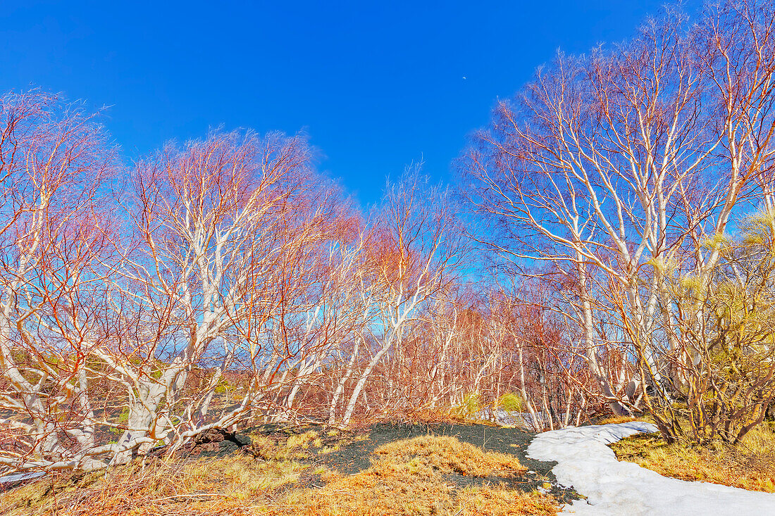 Birch trees (Betula aetnensis) sprouting, Etna, Sicily, Italy