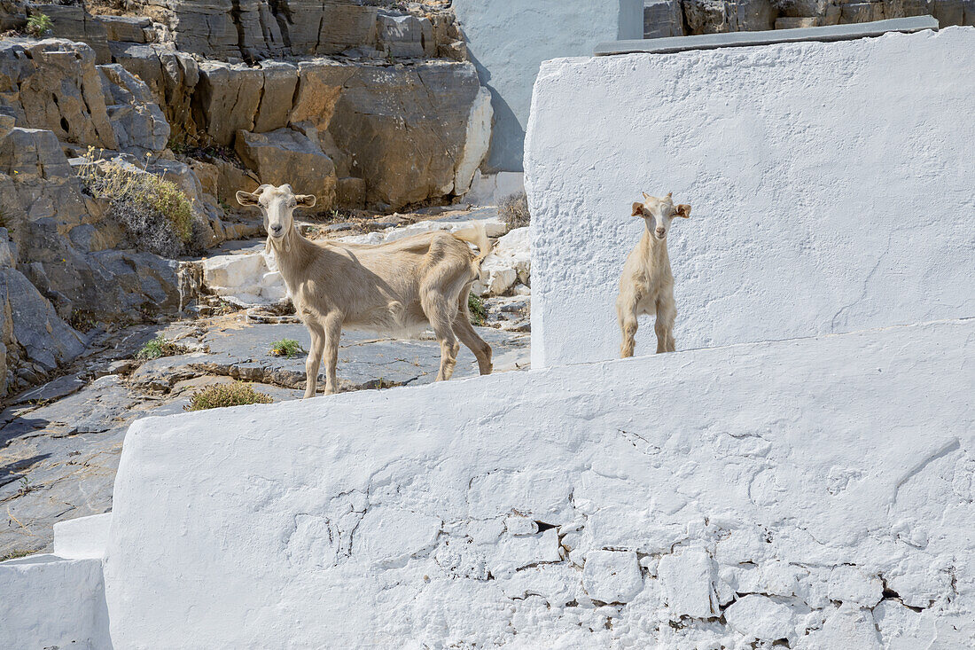  Ziegen im Dorf Heronissos, Insel Sifnos, Kykladen, Griechenland 