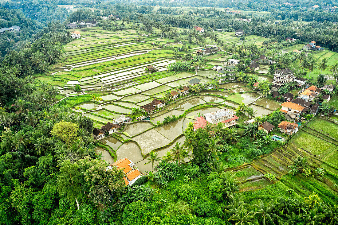 Aerial view of green rice fields and houses in Ubud, Bali, Indonesia.