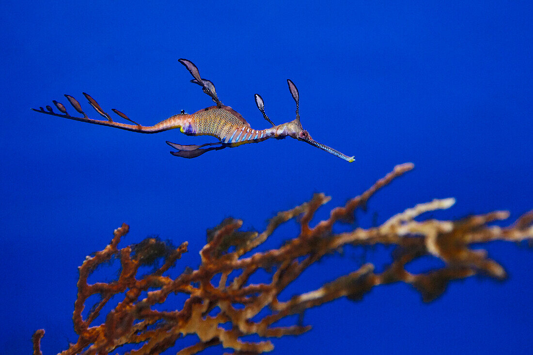 Common seadragon, or weedy seadragon (Phyllopteryx taeniolatus), a marine fish related to the seahorses, swims in aquarium.