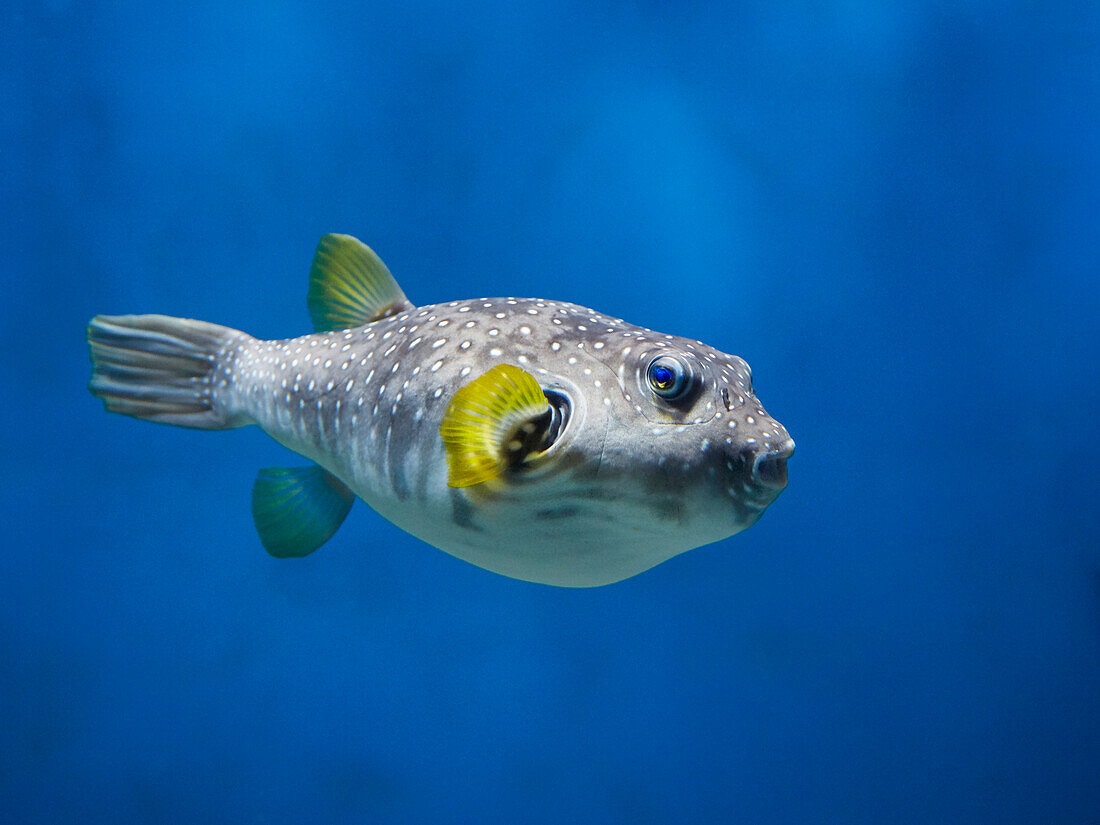 White-spotted puffer (Arothron hispidus) swims in aquarium.