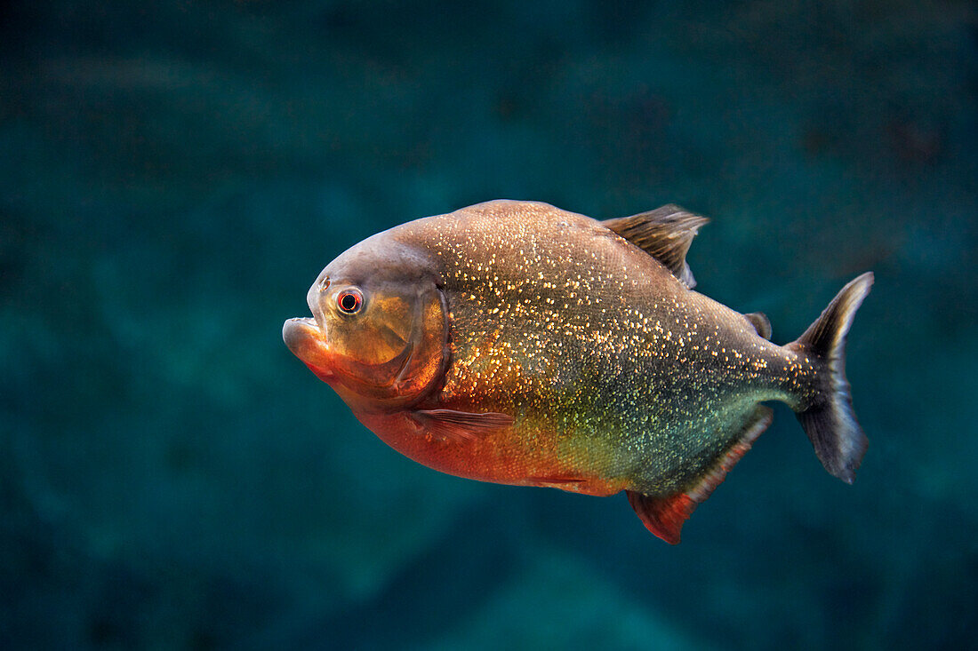 Red-bellied piranha, also known as the red piranha (Pygocentrus nattereri) swims in aquarium.