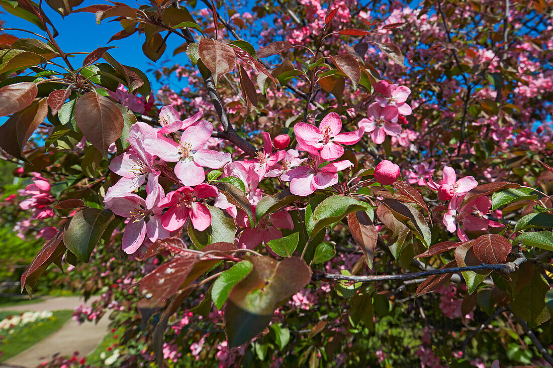  Blühender Zweig von Niedzwetzkys Apfelbaum (Malus niedzwetzkyana). Museumsreservat Kolomenskoje, Moskau, Russland. 