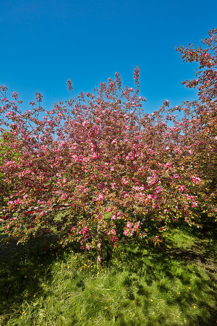  Niedzwetzkys Apfelbaum (Malus niedzwetzkyana) in Blüte. Museumsreservat Kolomenskoje, Moskau, Russland. 