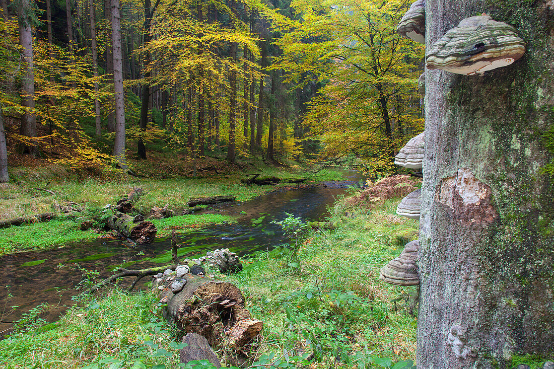  Kirnitzsch in the Elbe Sandstone Mountains, Saxon Switzerland National Park, Saxony, Germany 