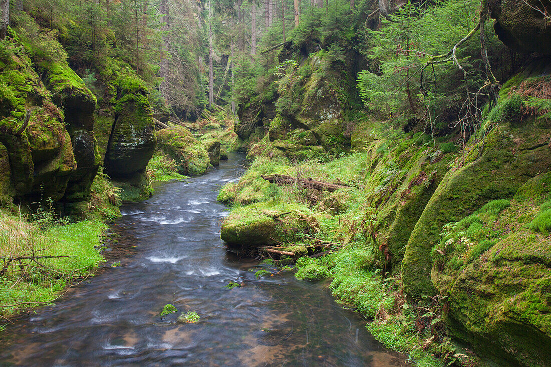  Kirnitzsch in the Elbe Sandstone Mountains, Saxon Switzerland National Park, Saxony, Germany 