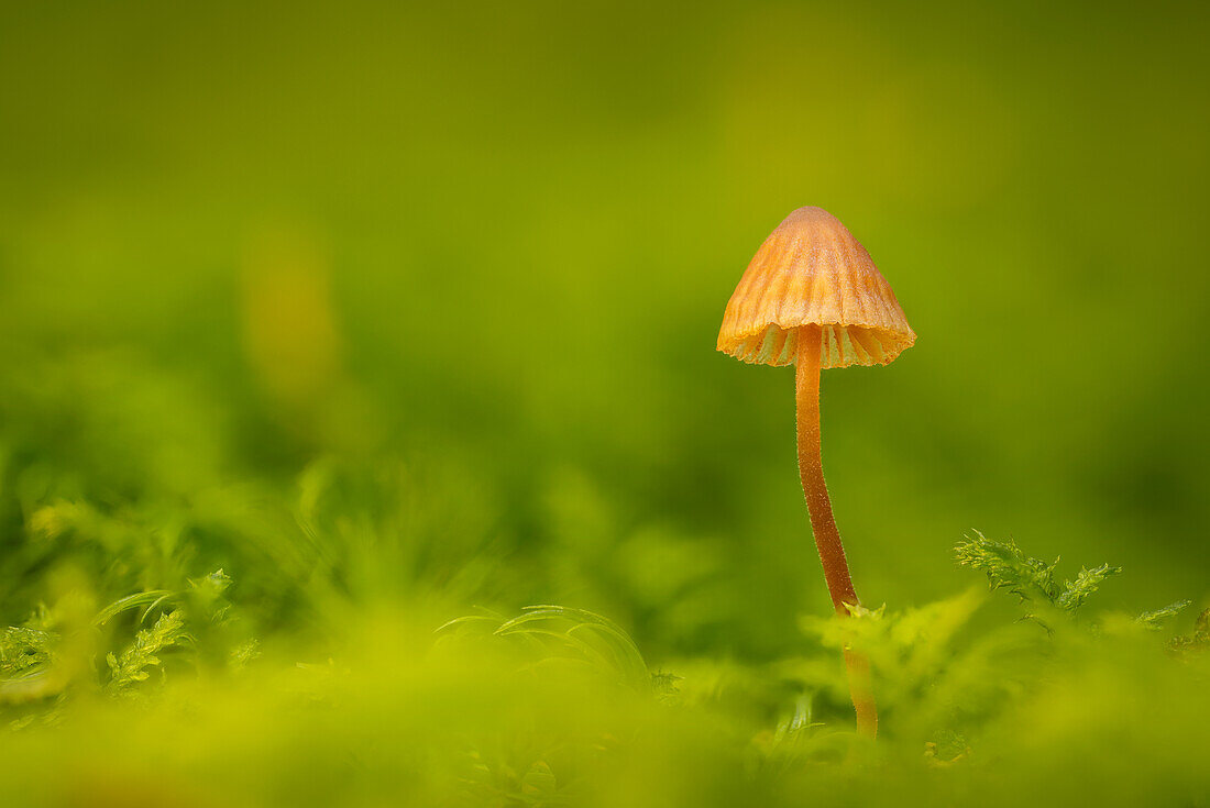 Kleiner Pilz im Herbstwald, Bayern, Deutschland