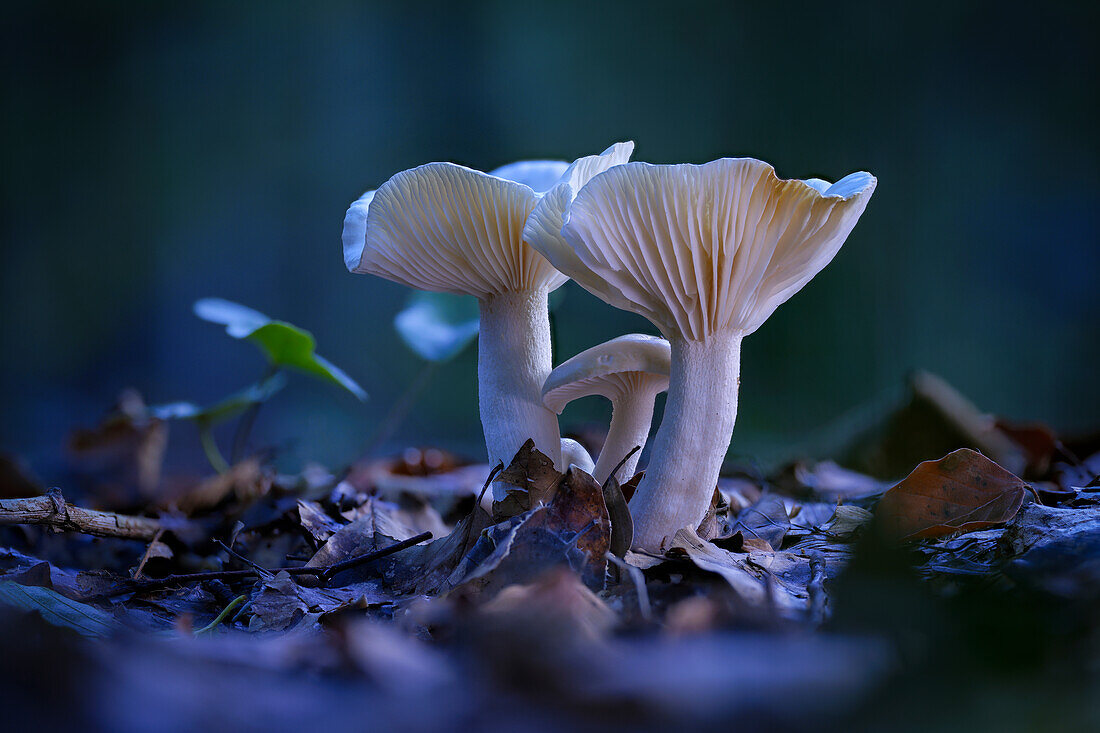  Mushrooms - Milkcaps in the autumn forest 