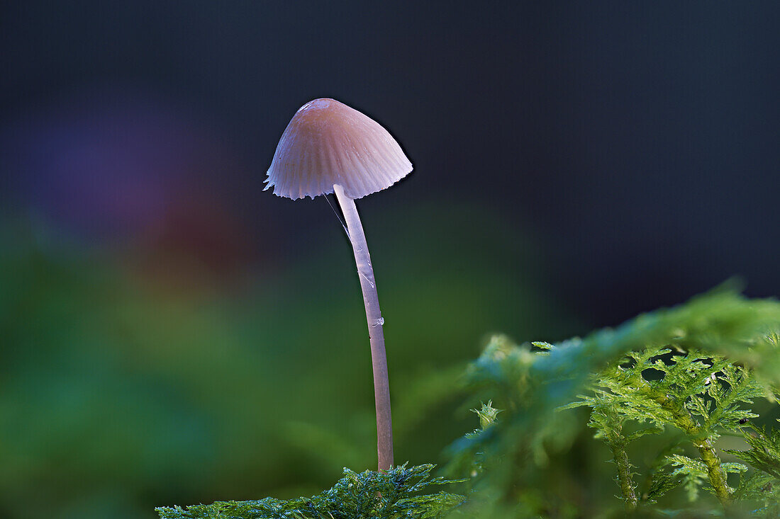  Small mushroom in the autumn forest, Bavaria, Germany 