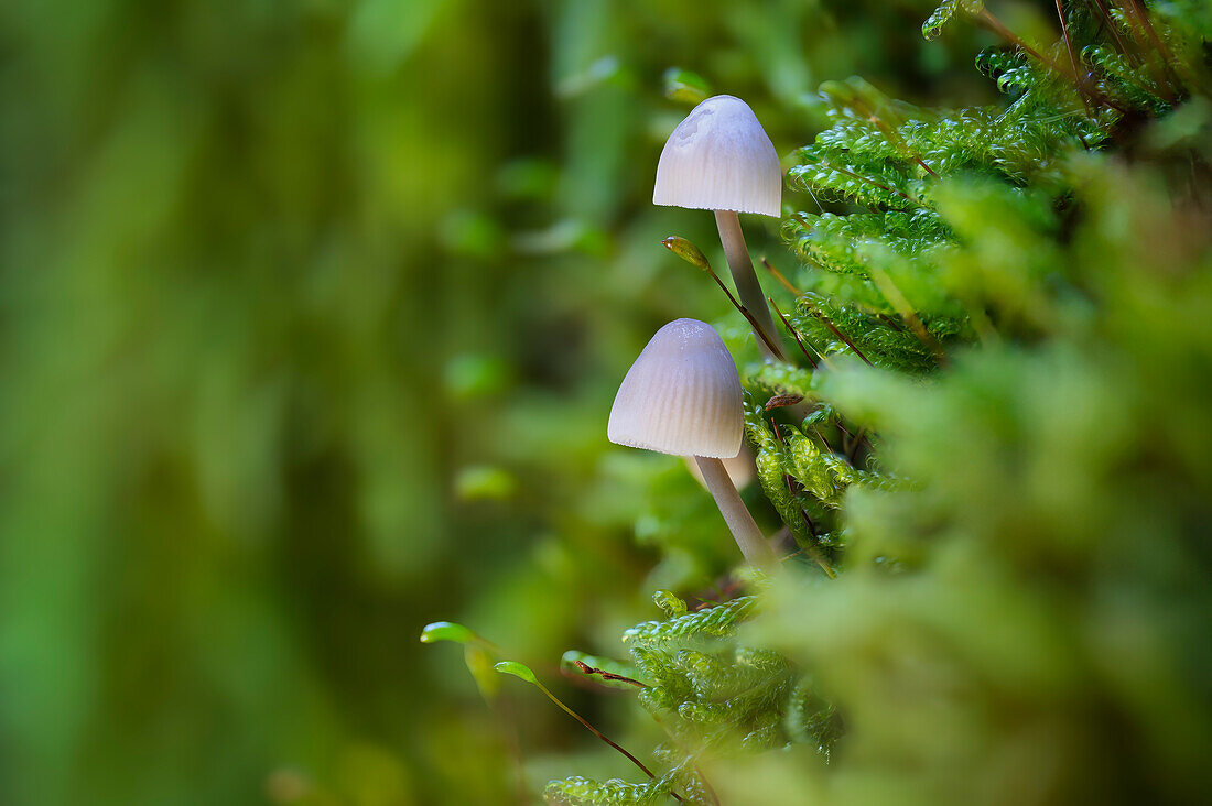 Kleine Pilze im Herbstwald, Bayern, Deutschland