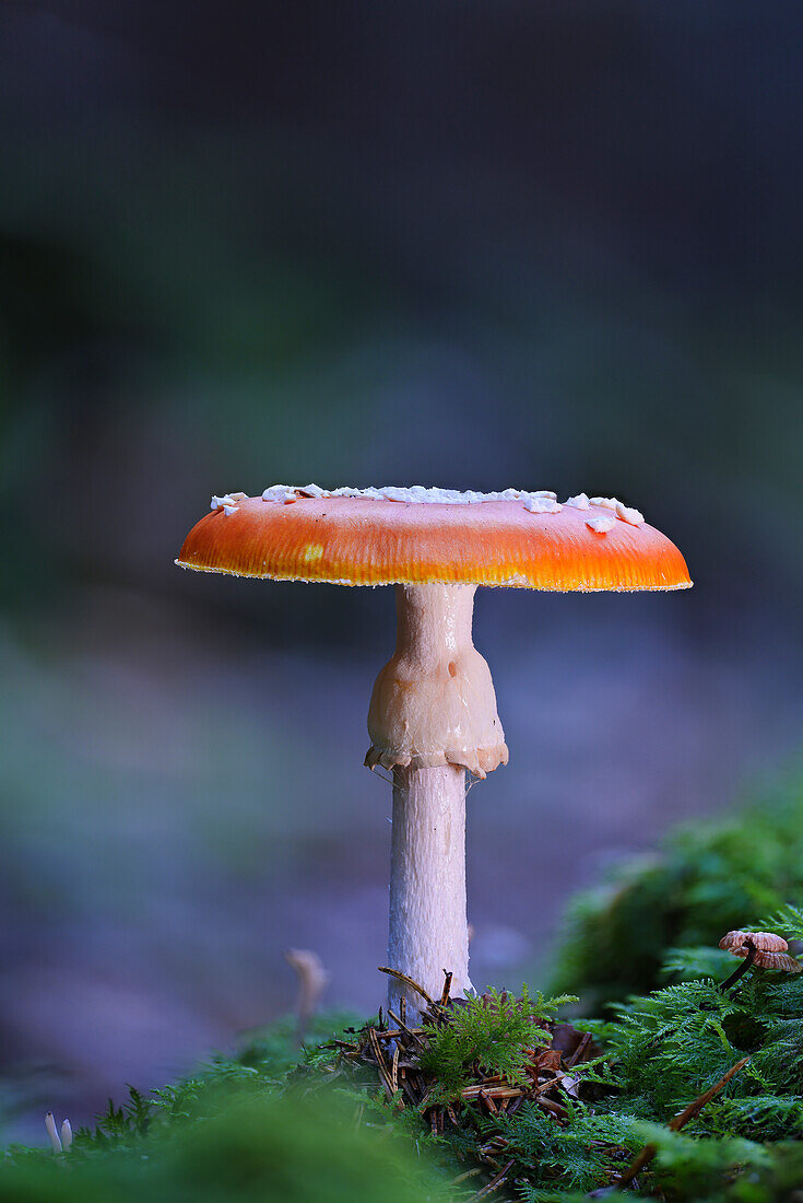  Fly agaric in the autumn forest, Bavaria, Germany 