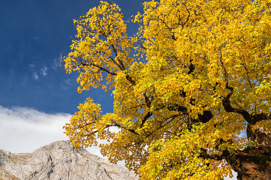  Colorful autumn in the Karwendel, Hinterriß, Karwendel, Tyrol, Austria, Europe 