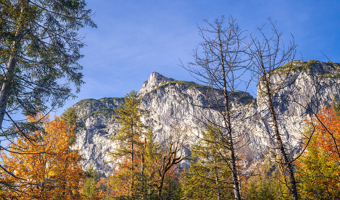  Colorful autumn in the Karwendel, Hinterriß, Karwendel, Tyrol, Austria, Europe 