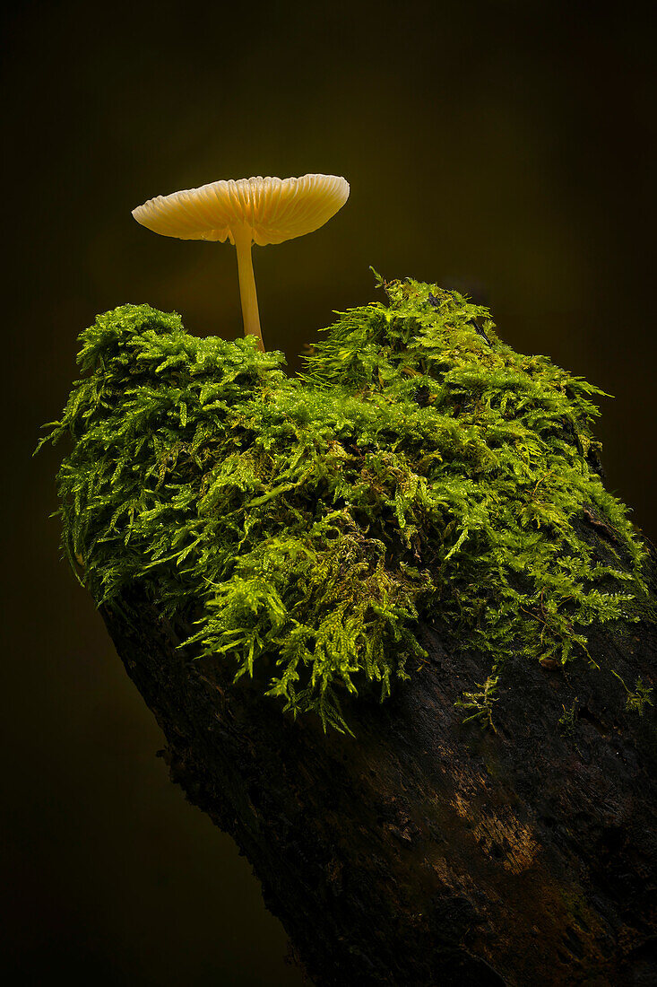  Small mushroom in the autumn forest, Bavaria, Germany 