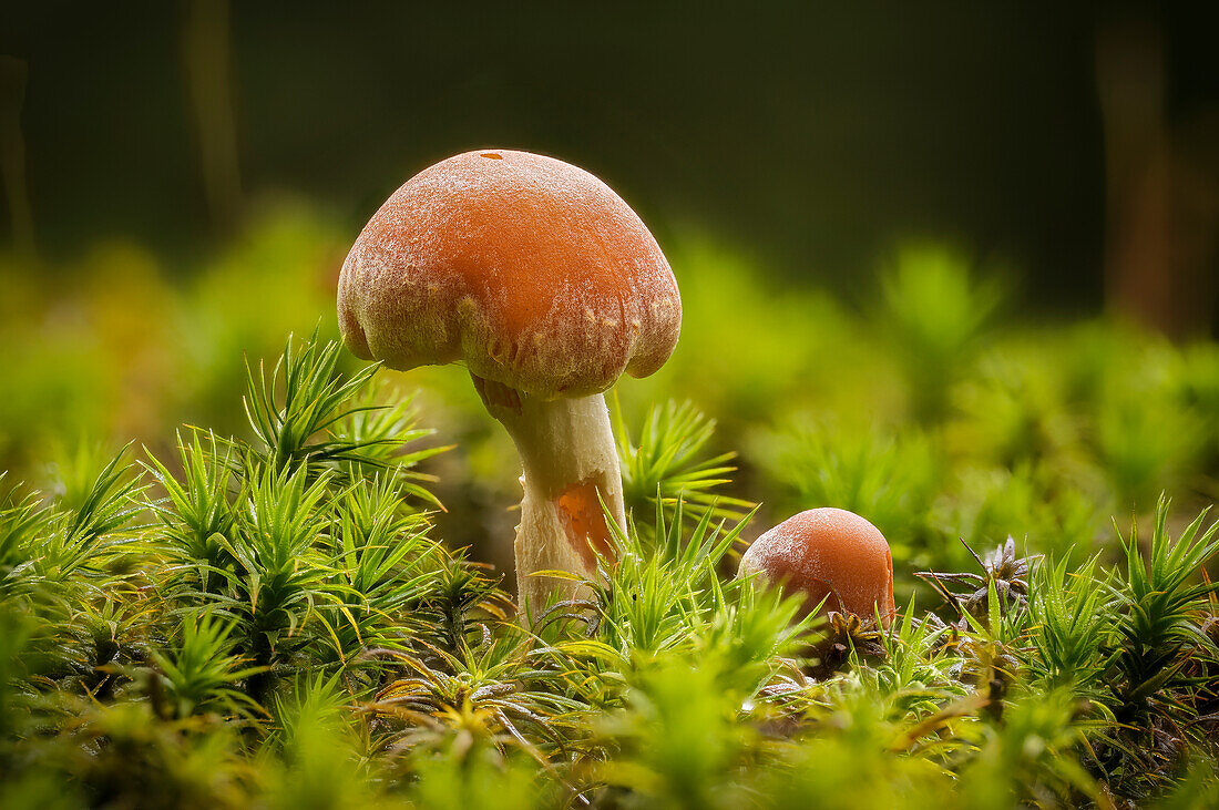 Pilze im Herbstwald, Bayern, Deutschland