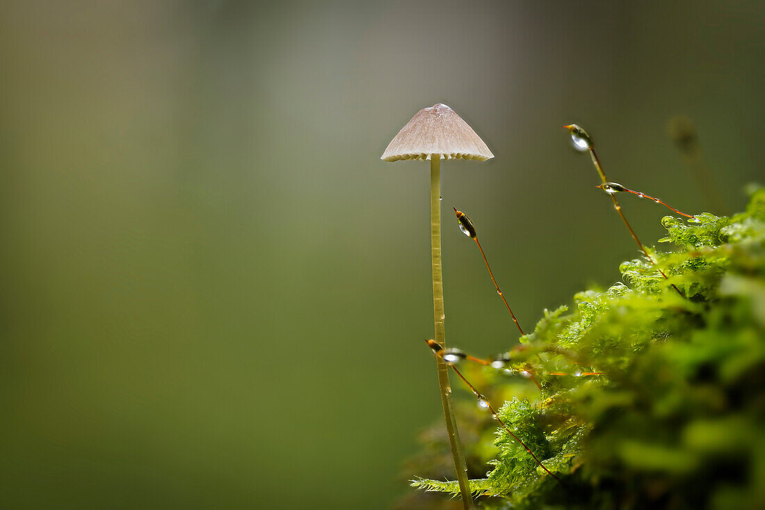 Kleiner Pilz im Herbstwald, Bayern, Deutschland