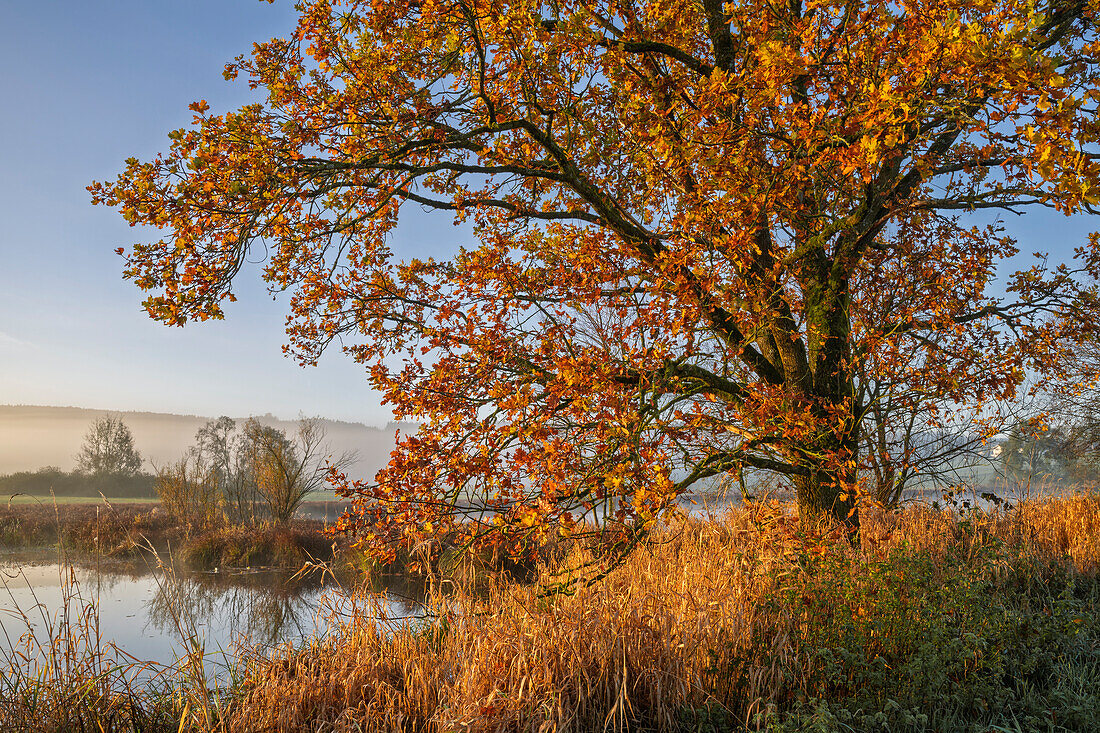  Atmospheric autumn morning near Sindelsdorf, Bavaria, Germany 