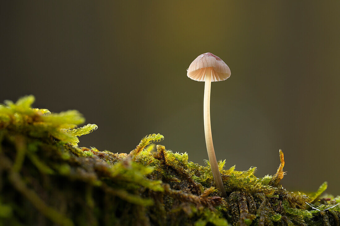 Kleiner Pilz im Herbstwald, Bayern, Deutschland