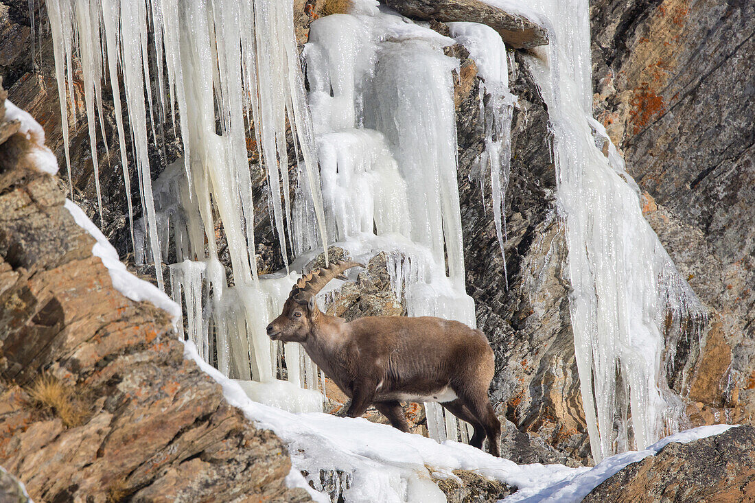 Alpensteinbock, Capra ibex, junger Bock vor Eiszapfen, Nationalpark Gran Paradiso, Italien