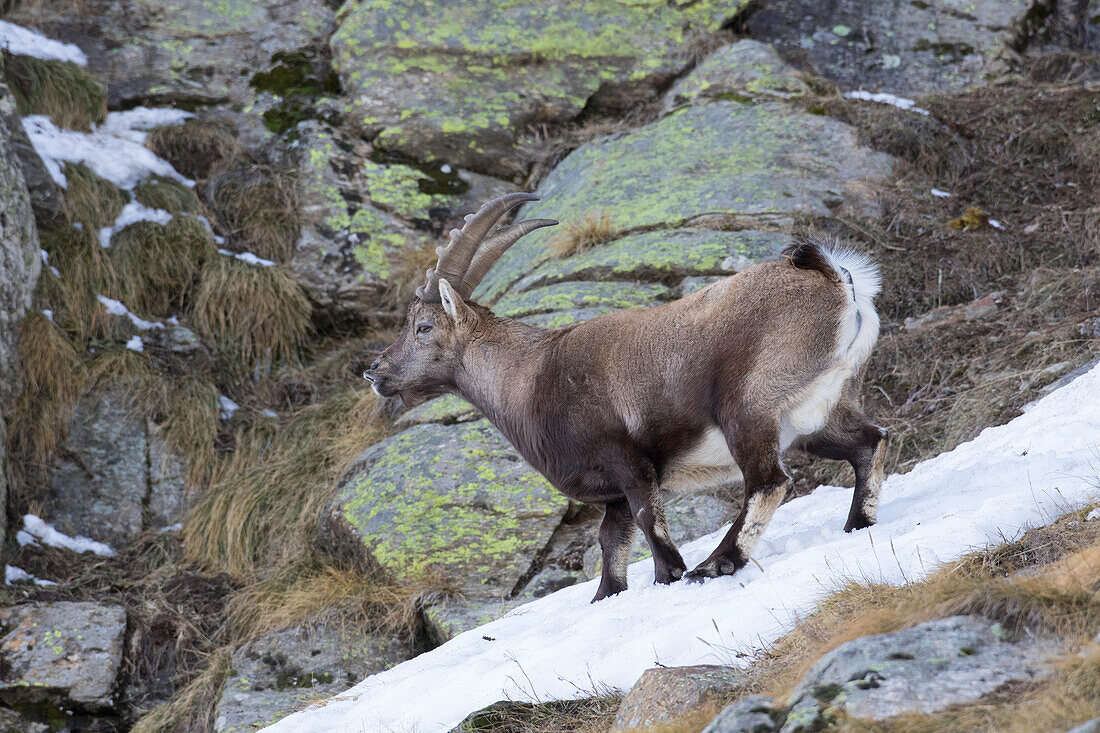  Alpine ibex, Capra ibex, young male in the snow, Gran Paradiso National Park, Italy 