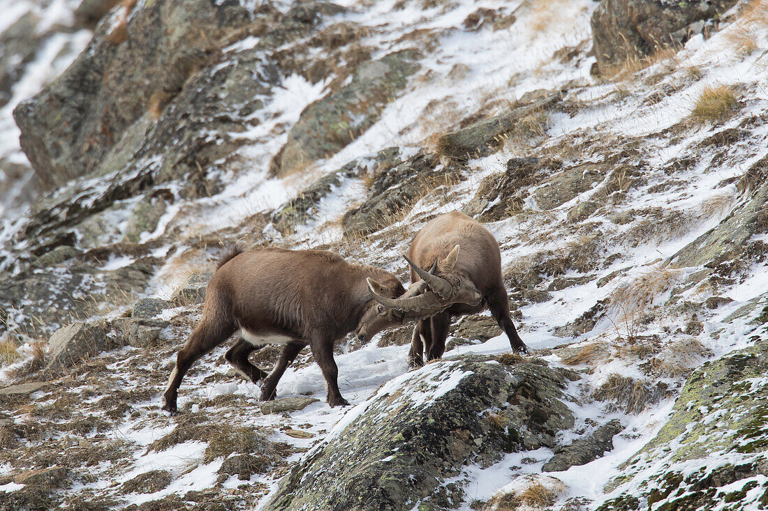  Alpine ibex, Capra ibex, fighting ibexes, Gran Paradiso National Park, Italy 