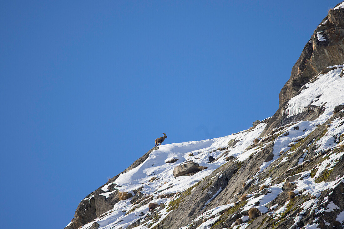  Alpine ibex, Capra ibex, young male in the snow, Gran Paradiso National Park, Italy 