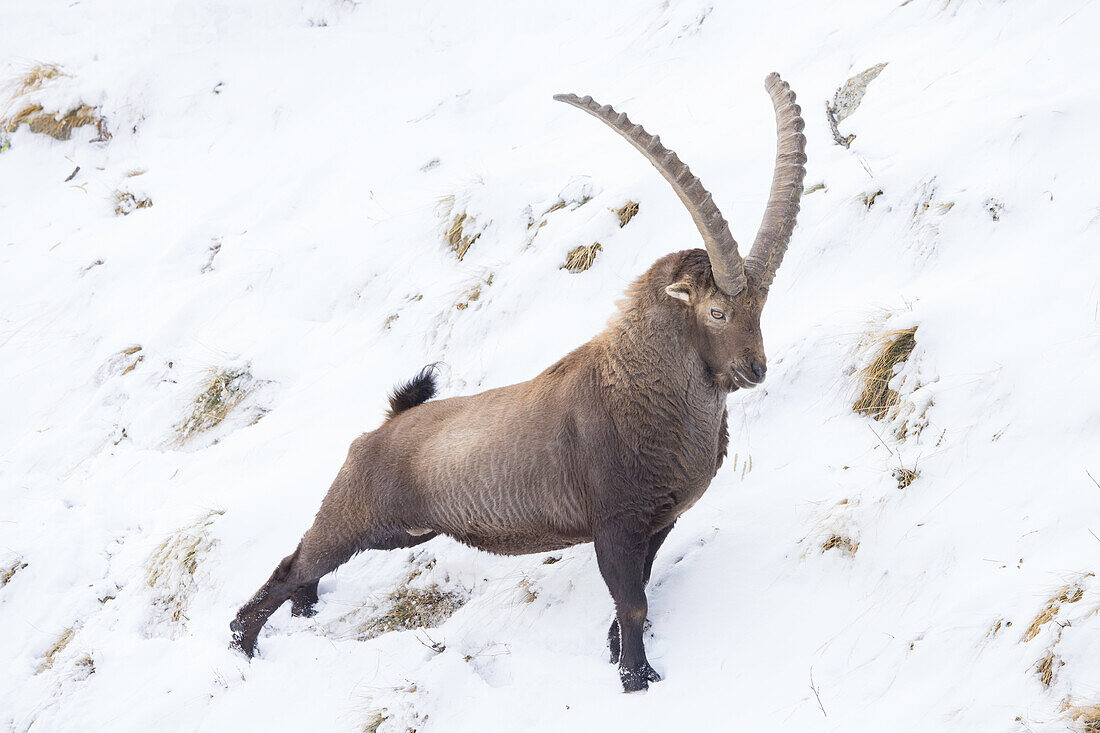 Alpensteinbock, Capra ibex, adulter Bock streckt sich, Nationalpark Gran Paradiso, Italien