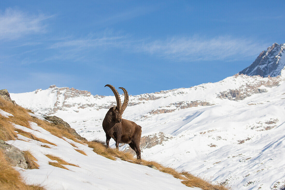  Alpine ibex, Capra ibex, male in the snow, Gran Paradiso National Park, Italy 