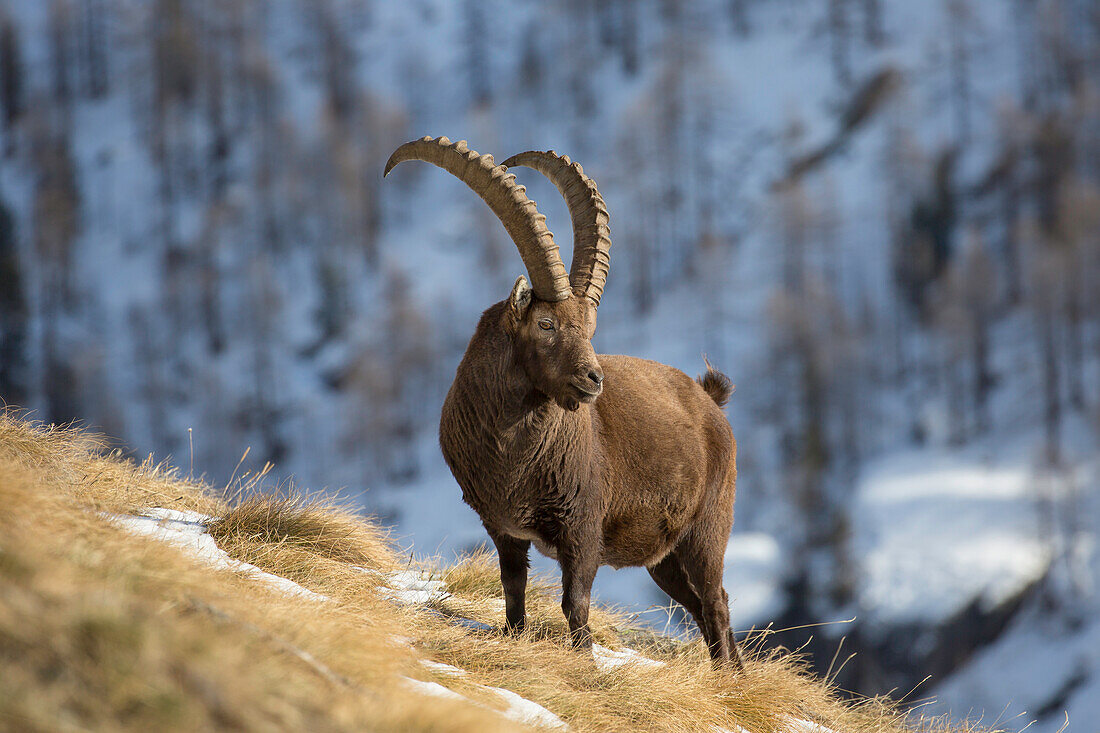  Alpine ibex, Capra ibex, male in the snow, Gran Paradiso National Park, Italy 