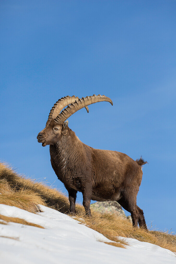 Alpensteinbock, Capra ibex, Bock im Schnee, Nationalpark Gran Paradiso, Italien