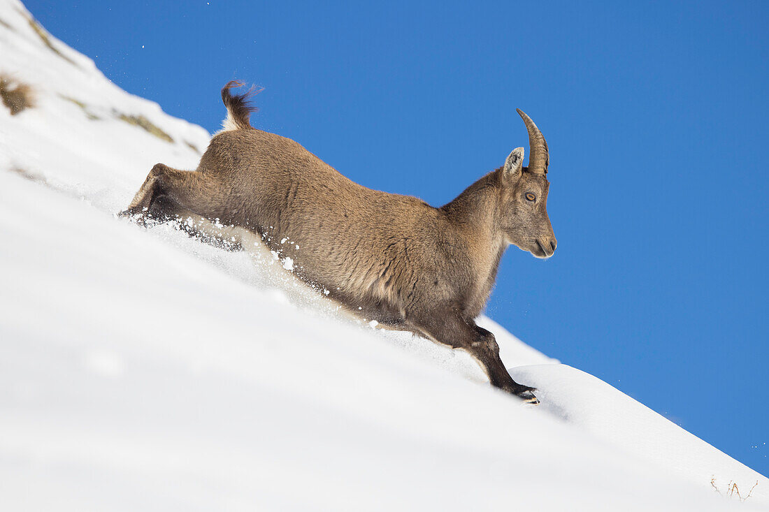  Alpine ibex, Capra ibex, goat running through the snow, Gran Paradiso National Park, Italy 