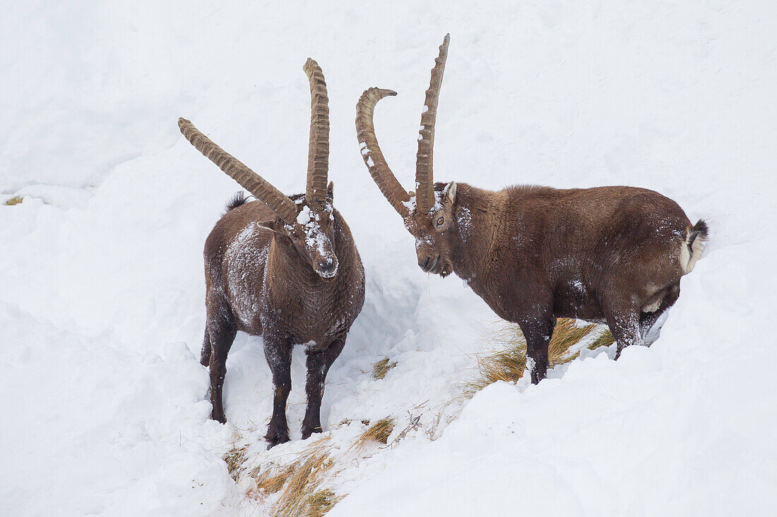  Alpine ibex, Capra ibex, adult males in the snow, Gran Paradiso National Park, Italy 