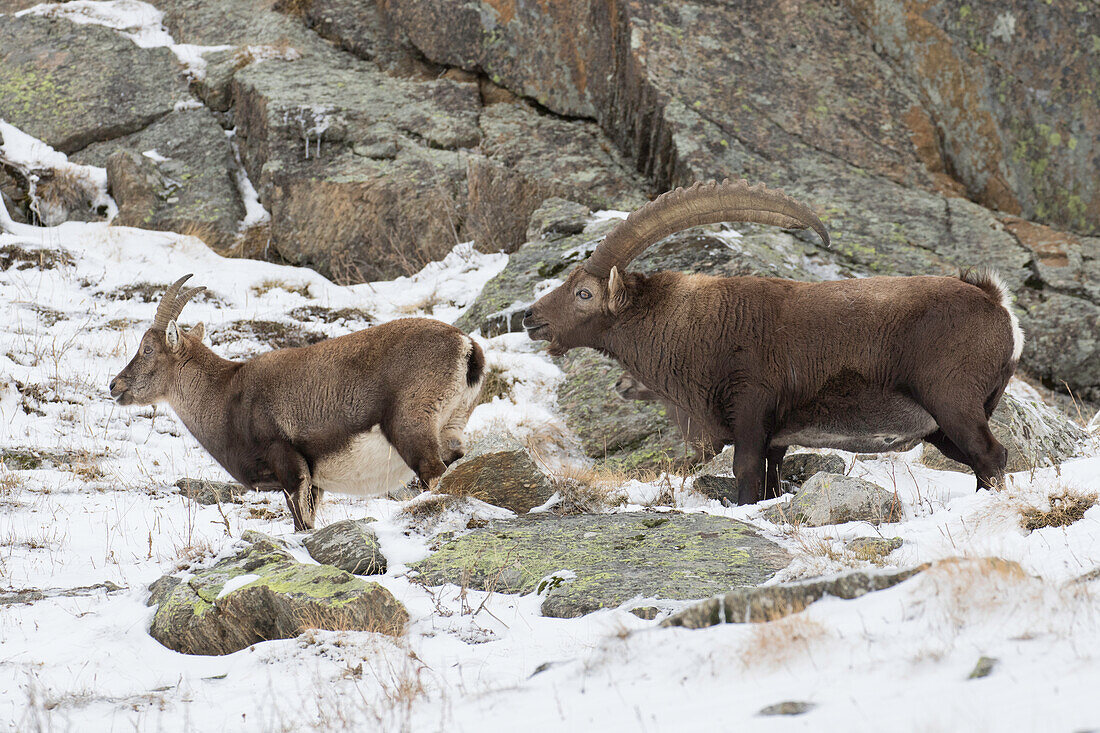  Alpine ibex, Capra ibex, male and female in the rut, Gran Paradiso National Park, Italy 