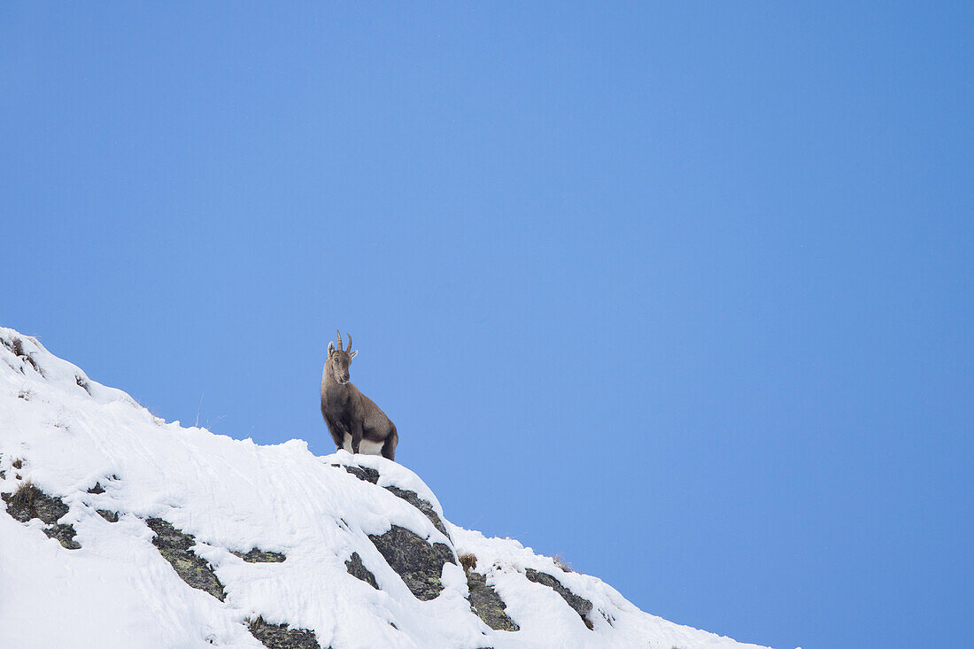 Alpensteinwild, Capra ibex, Geiß an der Felswand, Nationalpark Gran Paradiso, Italien