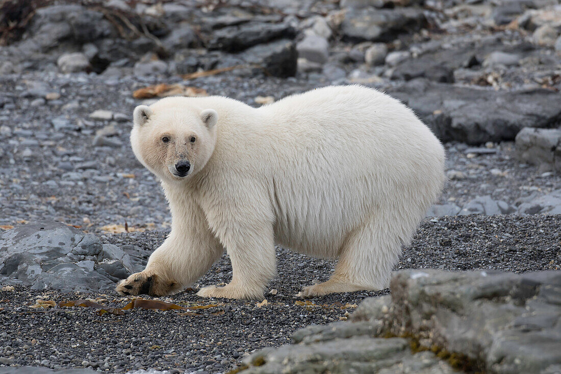  Polar bear, Ursus maritimus, Thalarctos maritimus, a bear on land, Spitsbergen, Norway 